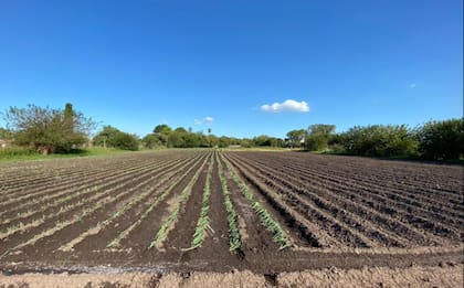 Fran trabajaba en la quinta familiar de Berazategui