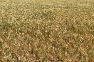 FranceAgriMer reduce sus perspectivas de exportación de trigo blando fuera de la UE