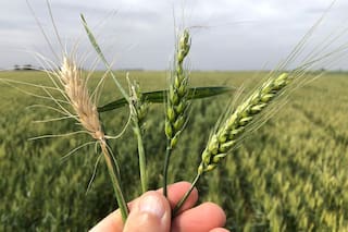 Francia eleva estimaciones de siembra de trigo blando y colza para el invierno