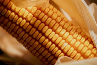 Francia prevé una caída del 11% en la siembra de maíz este año