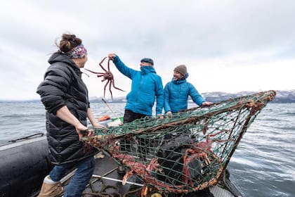 Francis Mallman, uno de los primeros en manifestar su preocupación por los efectos del salmón en la salud y el ambiente, pesca centolla en el Canal Beagle, el crustáceo que más se vería afectado por la instalación de criadero de salmones.