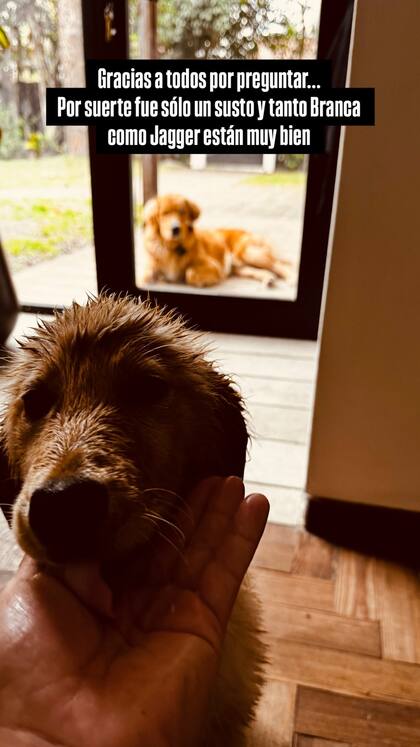 Francisco Lago mostró cómo se encuentra su perra luego del accidente