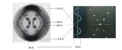 "Franklin midió el diámetro de la hélice (20 angstoms), la distancia más pequeña (3,4 angstroms) que corresponde a la distancia entre una base y la siguiente, y también los 34 angtroms de la distancia entre una vuelta y la siguiente. La cruz o aspas corresponde a la foto de una hélice. (Para simplificar se observa solo una hélice, el DNA tiene dos", explica Lourdes Campos.