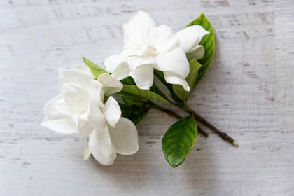 Frases para el Día de la Primavera