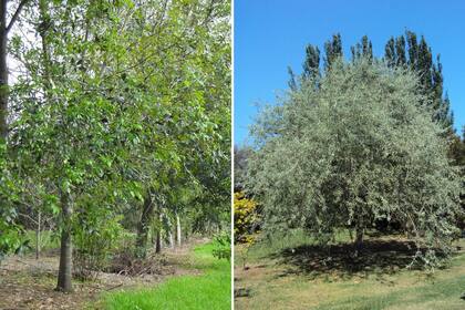 Fraxinus ‘Majestic Beauty (izquierda) y Pyrus salicifolia ‘Pendula’ (derecha).