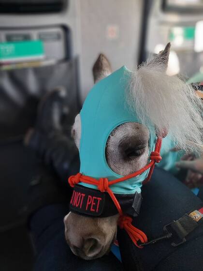 Fred dentro del avión al momento de viajar