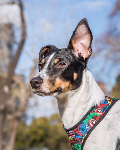 Freddie fue adoptado en pandemia.