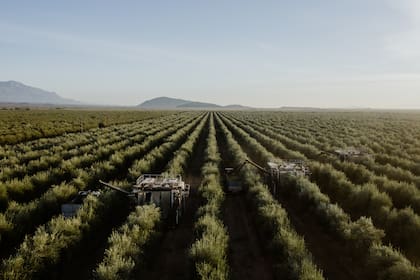 Frente a estos desafíos, el sector avanza en procesos de reconversión productiva para reducir costos