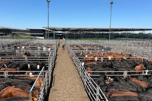 Entrada insuficiente y subas en el Mercado Agroganadero de Cañuelas