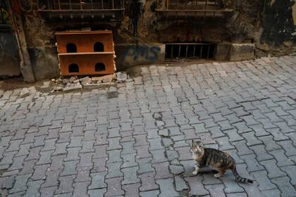 Frente a un refugio para gatos