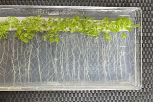 Científicos argentinos participaron de un revolucionario hallazgo sobre las raíces de las plantas
