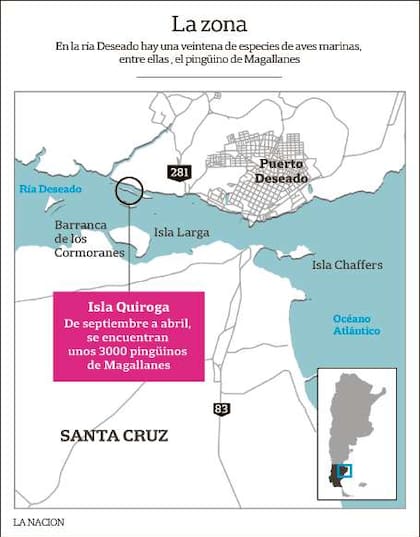 Frere, en plena colocación de dispositivos de geolocalización, que permiten precisar la ruta migratoria de los pingüinos