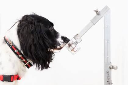 "Freya" detecta correctamente una muestra de malaria en una hilera de recipientes para muestras en la sede de la organización benéfica "Medical Detection Dogs"