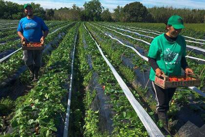 Frutillas. Otra producción de los agricultores familiares