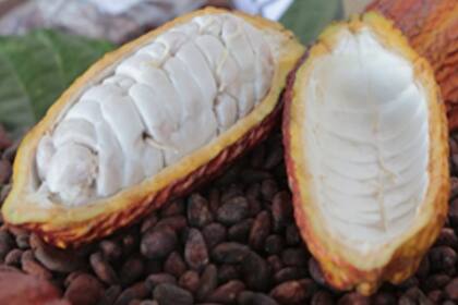 Fruto del Cacao abierto
