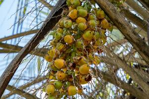 Yatay, el fruto desconocido que está conquistando los paladares entrerrianos