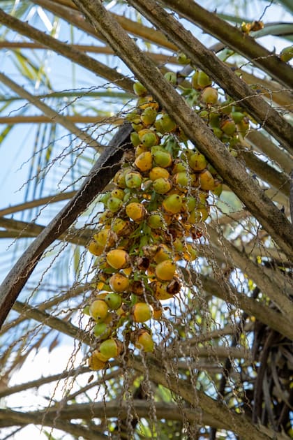 Fruto yatay, en Entre Ríos. Nuevos usos en postres y arropes