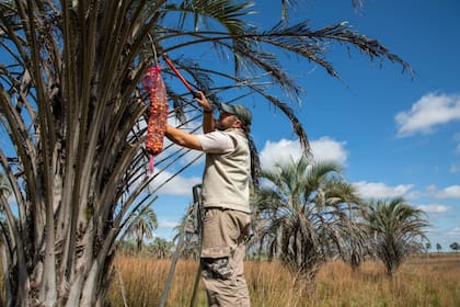 Fruto yatay, en Entre Ríos. Nuevos usos en postres y arropes