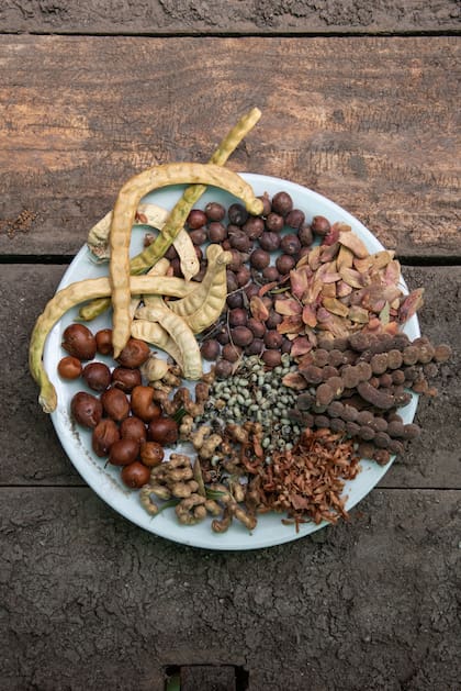 Frutos con semillas de algarrobo blanco, mistol, orcoquebracho, tusca, manzano del campo, molle, tintitaco y chañar.