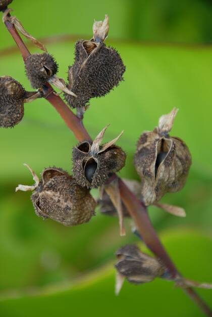 Frutos secos de Canna indica.