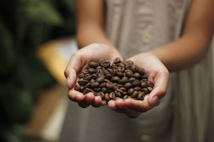 Fuchs recomienda renunciar al torrado o a la mezcla y apostar siempre por café de tostado natural