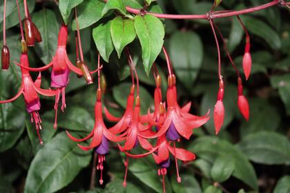 Fuchsia magellanica. Es ideal para rincones que no reciban sol directo, siempre con buena provisión de humedad y materia orgánica. Es de muy fácil reproducción, a partir de esquejes de madera blanda, que deben ser colocados en turba y perlita (en partes iguales).