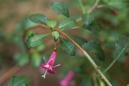 Fuchsia microphylla (flor diminuta, fucsia). Sus pequeñas flores recubren todas las ramas, mezclándose con su follaje verde oscuro. Tolera la sombra.