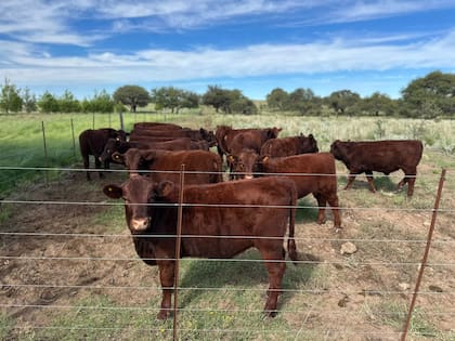 Fue así que en julio de 2024, finalmente, llegaron las primeras 20 vaquillonas preñadas y dos toros desde Pedras Altas, cerca de Pelotas, en la costa brasileña