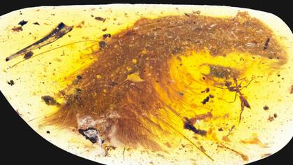 Fue descubierto el año pasado por un científico chino en un mercado de Myitkyina, Myanmar