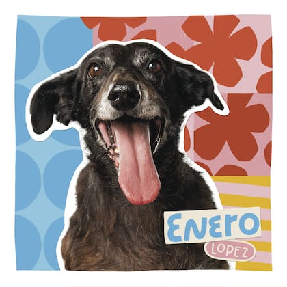 Fue la "cara" de enero de uno de los calendarios solidarios de Proyecto 4 Patas.