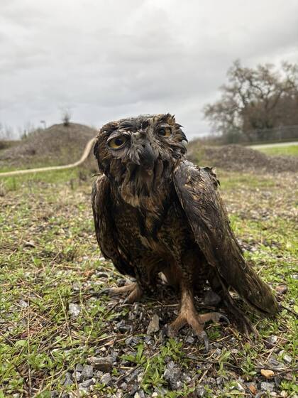 Fue necesario bañarlo una segunda vez para quitar por completo todo lo que se había adherido al plumaje.