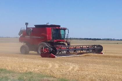 Fue pobre la cosecha de trigo