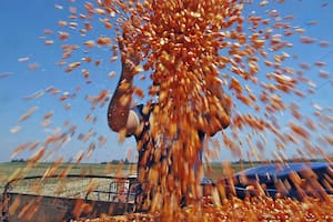 La estrella del maíz: continúa fuerte el adelanto de los negocios