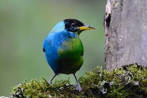 El pájaro colombiano que presenta un extraño fenómeno biológico que desconcierta a los expertos