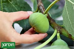 Cómo es en realidad este fruto único y por qué sigue fascinando desde la Antigüedad