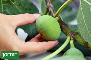 Cómo es en realidad este fruto único y por qué sigue fascinando desde la Antigüedad