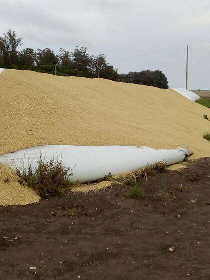 "Fue un acto de vandalismo porque no robaron nada", sostuvo el productor agropecuario José Lastra