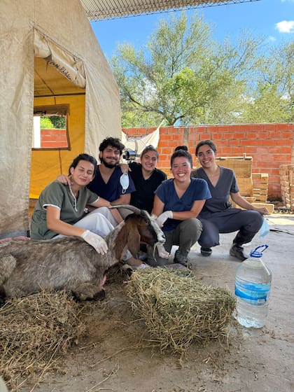 Fue un verdadero trabajo en equipo, todos unidos por un fin en común: salvar las vidas de esos animales abandonados.