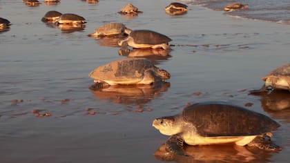 Las tortugas son pequeñas y están en peligro de extinción. Fuente: Oceana.