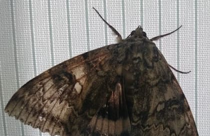 Sus alas anteriores presentan unos dibujos entre grises claros y amarronados que tienen carácter mimético