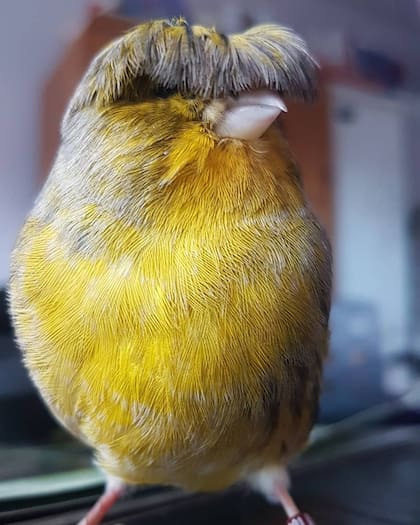 Fuente: Instagram @barrybirb