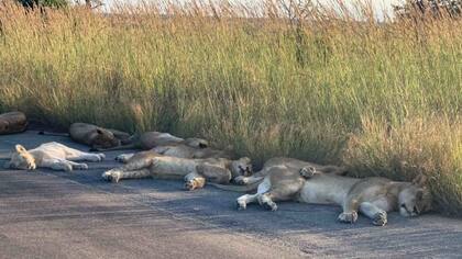 Fuente: Richard Sowry/Kruger National Park