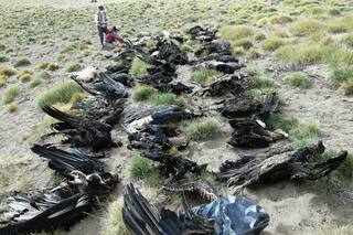 Sospechan que 34 cóndores murieron envenenados en el sudoeste mendocino