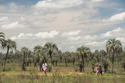 Fueron los botánicos quienes elevaron las voces de alerta ante el avance de la agricultura y luego las forestaciones de eucaliptos y otras especies exóticas por sobre los palmares de yatay. Ellos motivaron la creación del Parque Nacional El Palmar en 1966, desde entonces espacio protegido y admirado