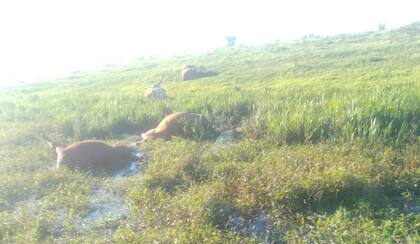 “Fueron los de Prefectura y la Policía los que se tirotearon con los delincuentes cuando ya habían matado mis vacas. Por eso huyeron y dejaron los animales enteros en el lado argentino”, explicó Herrera