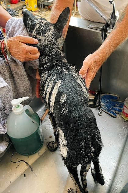 Fueron necesarios tres baños en días consecutivos para poder remover la pintura del cuerpo del animal.