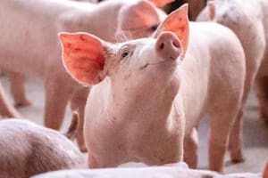 Cultivaron un órgano desde cero y lograron que un cerdo lo usara para tragar: el resultado abre un camino inédito