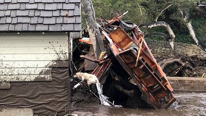 Un perro des rescate busca personas dentro de las viviendas destruidas