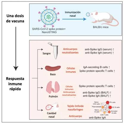 Funcionamiento de la vacuna nasal contra SARS-CoV-2 que se está desarrollando en la Universidad de Houston, Texas (EEUU). Adaptada por Matilde Cañelles en base al artículo correspondiente