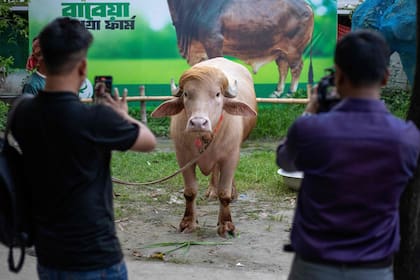 Funcionarios del Ministerio del Interior de Bangladesh aseguraron a la prensa que el sacrificio será cancelado